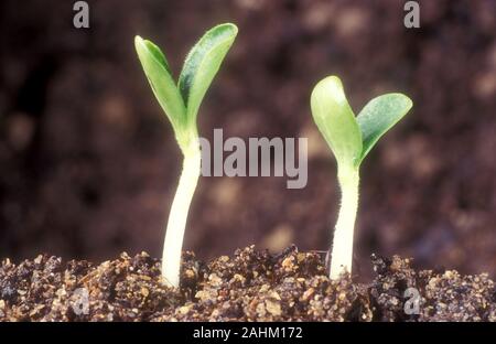PUMPKIN SEEDLINGS (CUCURBITA MAXIMA) `SWEET DUMPLING', EMERGING. AUSTRALIA. Stock Photo